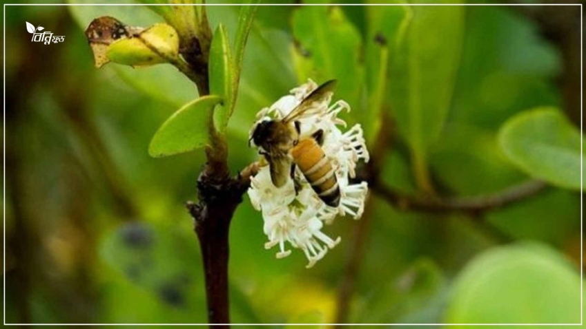 Sundarban khalisha fuller modhu