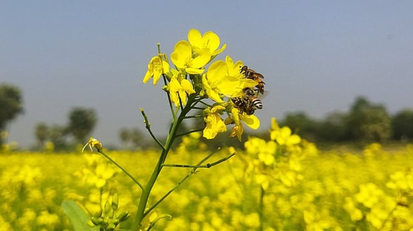 Shorisha fuller modhu